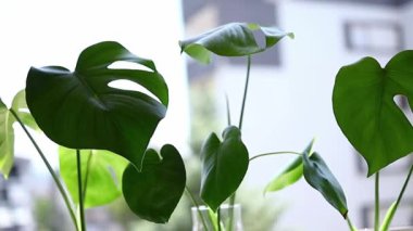 Green monstera leaves on a window sill. Monstera plant.