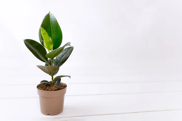 Rubber Fig Ficus Elastica Plant Met Groene Bladeren Door Witte — Stockfoto