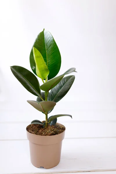 Гумовий Інжир Ficus Elastica Рослина Зеленим Листям Білій Стіні — стокове фото