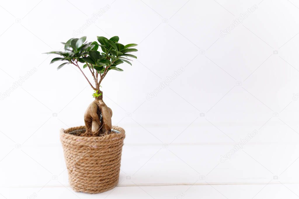Small bonsai ficus microcarpa ginseng plant on a white background