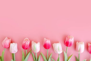 Bouquet of pink tulips flowers on pastel pink background.