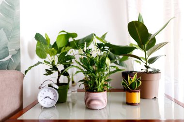 A collection of house plants- monstera deliciosa, spathiphyllum against the background of a white wall. Home plants in a modern interior