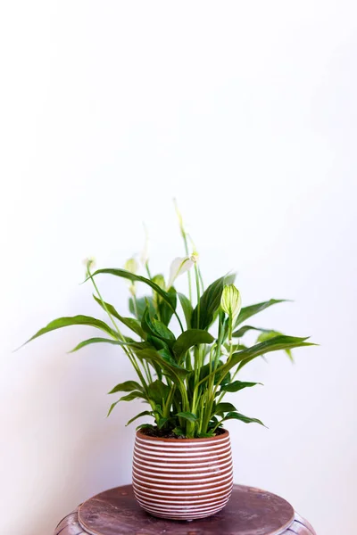 A collection of house plants- monstera deliciosa, spathiphyllum against the background of a white wall. Home plants in a modern interior