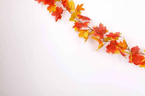 Thanksgiving Background Autumn Colorful Season — 스톡 사진