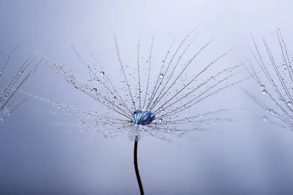 민들레씨에는 아름답고 이슬이 떨어진다 클로즈업 매크로 스파클 — 스톡 사진