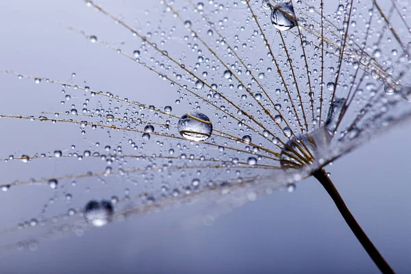 Hermoso Rocío Brillante Cae Sobre Una Semilla Diente León Primer —  Fotos de Stock