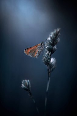 Çimlerin üzerinde uçan kelebek