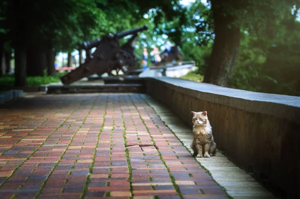 Кошка Сидит Парке — стоковое фото