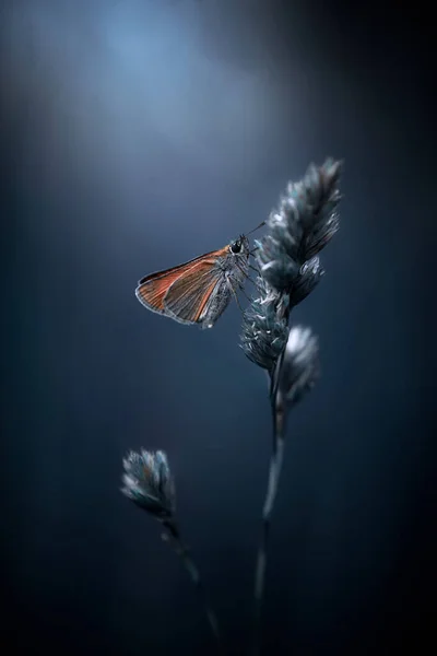 Çimlerin üzerinde uçan kelebek