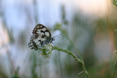 Kelebek melanargia galaksisi akşam ışığında beyaz çiçek üzerinde