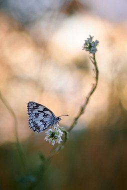 Kelebek melanargia galaksisi akşam ışığında beyaz çiçek üzerinde