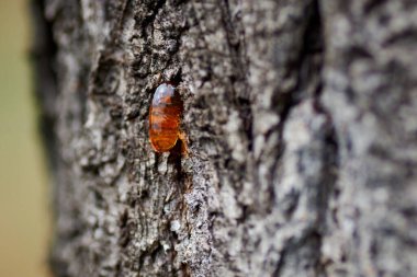 Ağaç reçinesi damlası