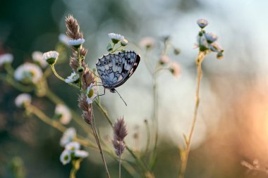Kelebek melanargia galaksisi çimlerin üzerinde akşam ışığında