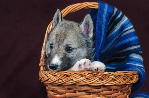 Studio Portrait Puppy Agouti Husky Basket — Stockfoto