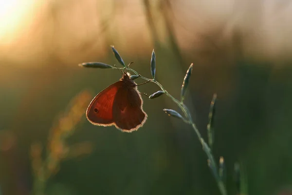Mariposa Naranja Coenonympha Pamphilus Sobre Una Brizna Hierba —  Fotos de Stock