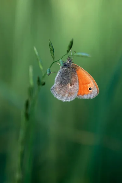 Turuncu kelebek Coenonympha pamphilus bir çimen yaprağı üzerinde