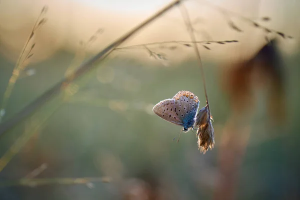 Butterfly Polyommatus Thersites Grass Stalk Meadow —  Fotos de Stock