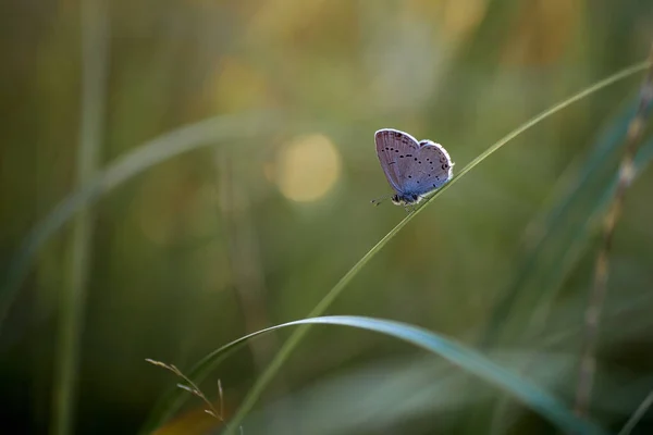 Kelebek polyommatus tersiteleri çayırda bir çim sapı üzerinde
