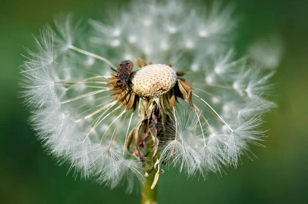 Old Dandelion Head Brown Bug — Stock fotografie