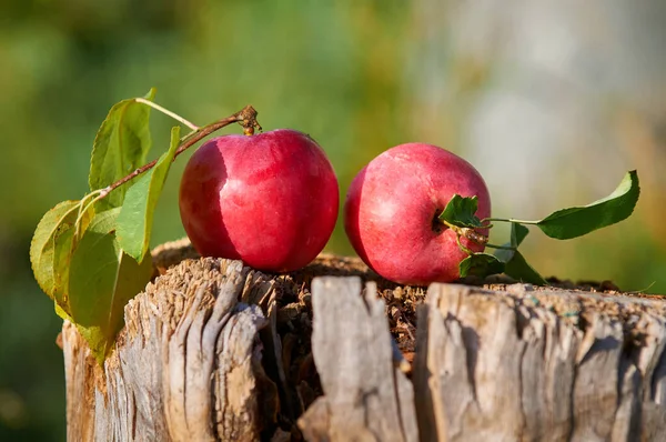 two apples lie on old stump