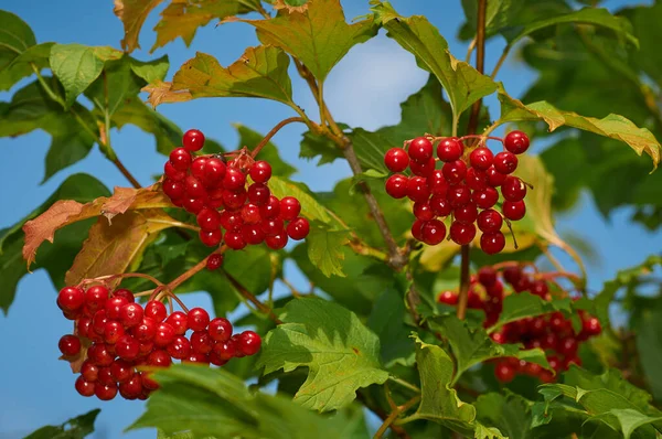 kırmızı viburnum yok bir dal