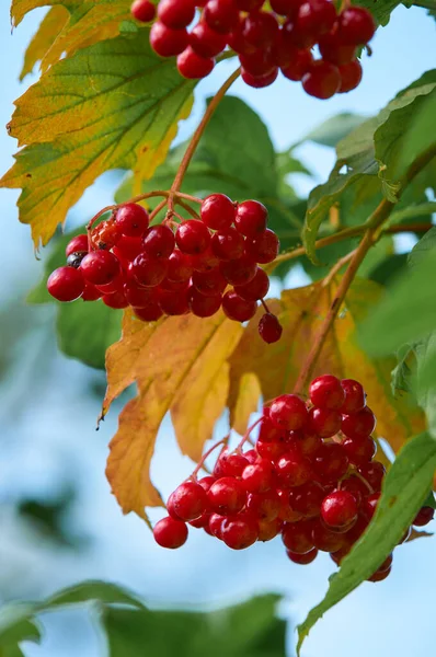 kırmızı viburnum yok bir dal