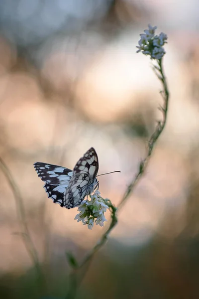 Papillon Melanargia Galathea Sur Fleur Blanche Dans Lumière Soir — Photo