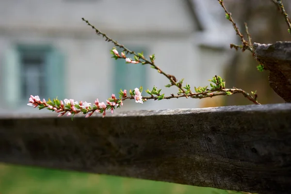 İlkbaharda meyve ağacının çiçek açan dalı