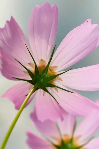 Close Pink Flower Cosmos — стоковое фото