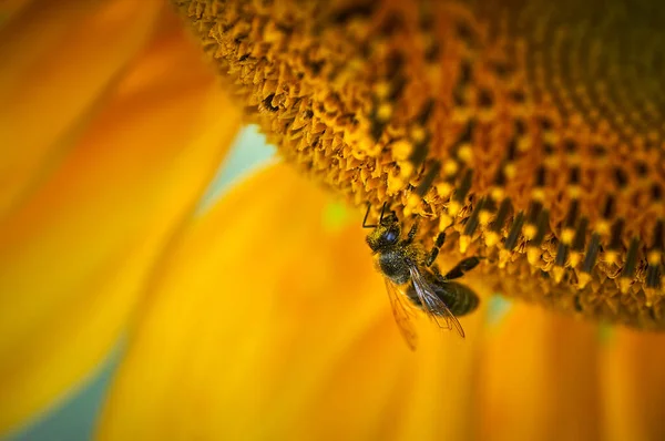 Honey Bee Collects Nectar Sunflower — Stock Photo, Image