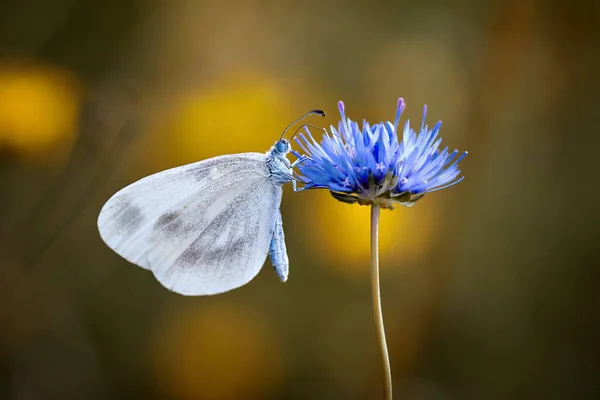Papillon Blanc Sur Une Fleur Bleue Bleuet — Photo