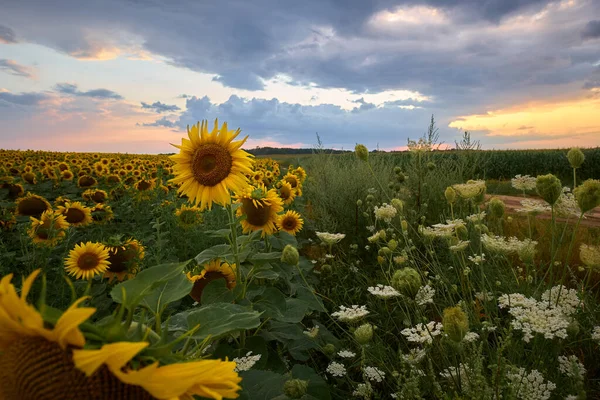 Sunflower Field Sunset Ukraine — стокове фото