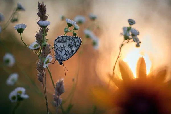 Kelebek melanargia galaksisi otların arasında.