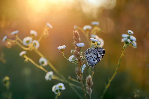 Kelebek melanargia galaksisi otların arasında.