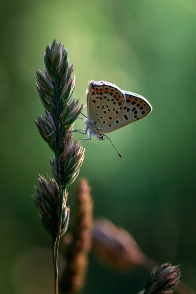 Papillon Polyommatus Thersites Sur Une Tige Herbe Dans Une Prairie — Photo