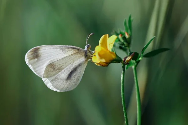 Papillon Blanc Sur Une Fleur Jaune — Photo