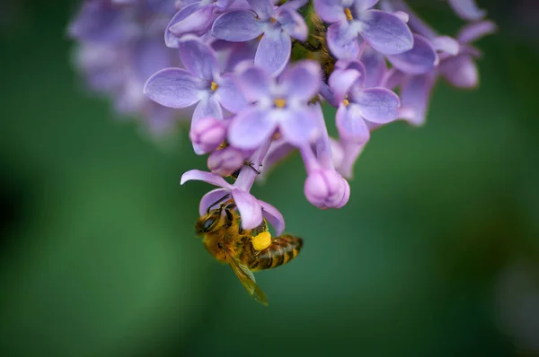 Honey Bee Brench Lilac Imagen de archivo