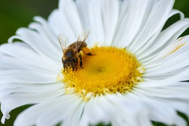Papatya çiçeğinin üzerindeki bal arısı nektar toplar.