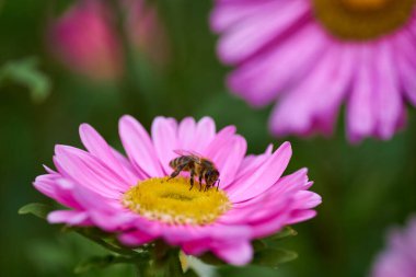 Mor çiçekteki bal arısı nektar toplar.