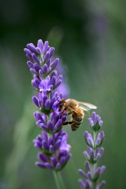 arı lavanta çiçekleri üzerinde nektar toplar