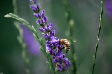 arı lavanta çiçekleri üzerinde nektar toplar