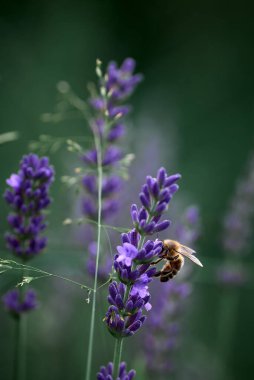 arı lavanta çiçekleri üzerinde nektar toplar