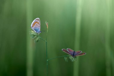 Çimenlerin üzerinde iki renkli kelebek, Polyommatus icarus ve Polyommatus thersites