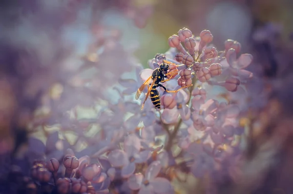 Wasp Brench Lilac — Stock fotografie