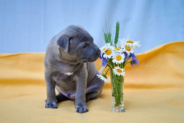 Cute Thai Ridgeback Puppy Sits Sniffs Flowers Background Ukrainian Flag — Stockfoto
