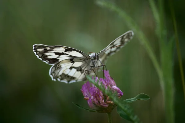 Papillon Melanargia Galathea Sur Une Fleur Trèfle — Photo