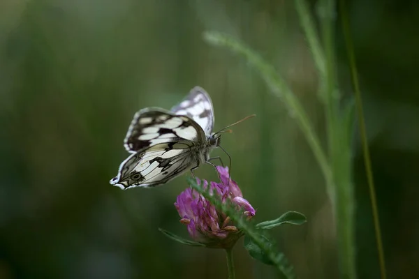 Papillon Melanargia Galathea Sur Une Fleur Trèfle — Photo