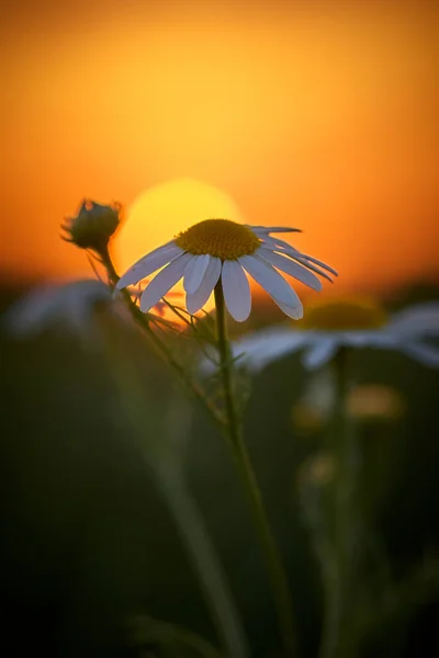 Flower Chamomile Sunset —  Fotos de Stock