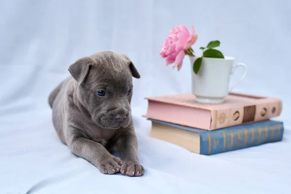 Cute Thai Ridgeback Puppy Lies Blue Background Books Pink Flower — Stockfoto