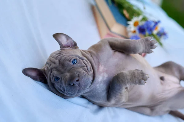 Cute Thai Ridgeback Puppy Lies Book Look — Stockfoto